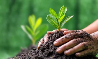 hands planting tree