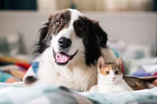 dog and cat, sitting together