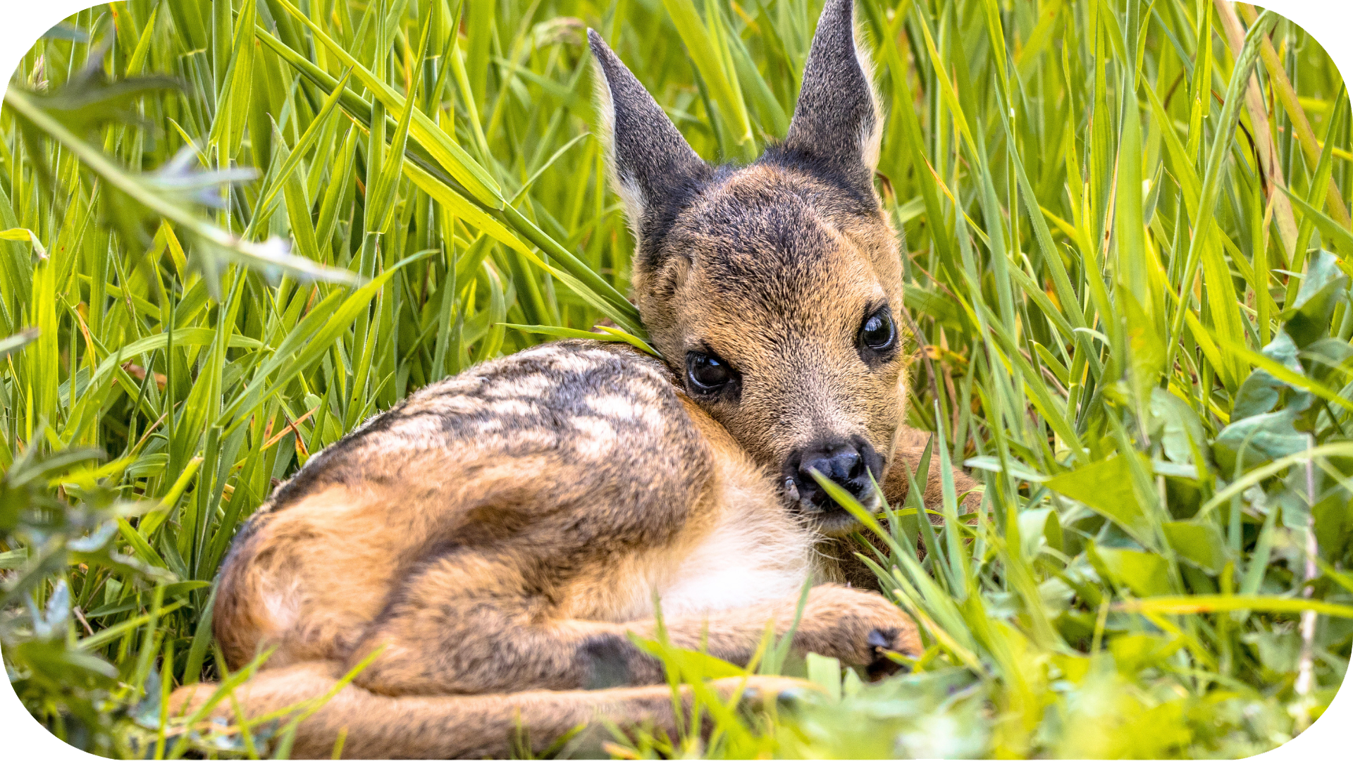 A fawn resting in tall grass