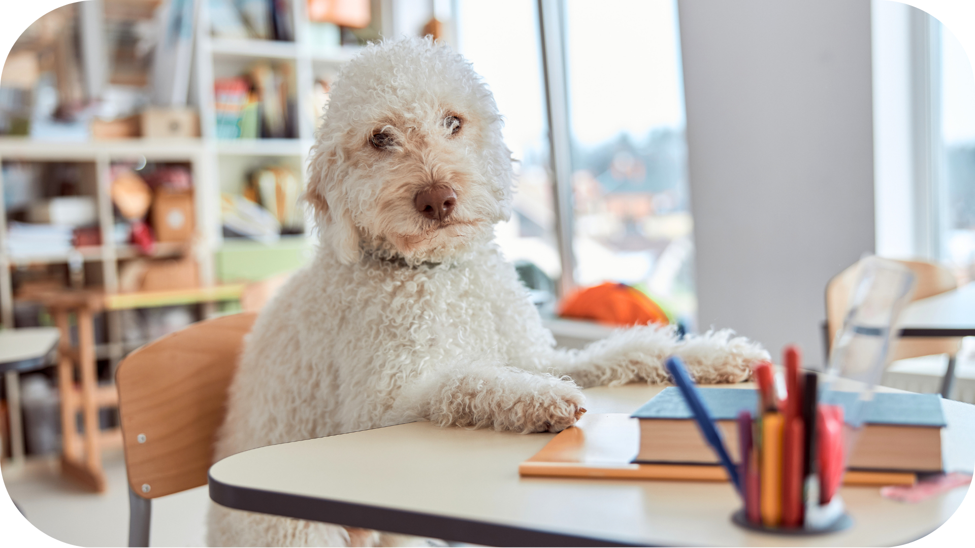 Dog sitting at a classroom desk